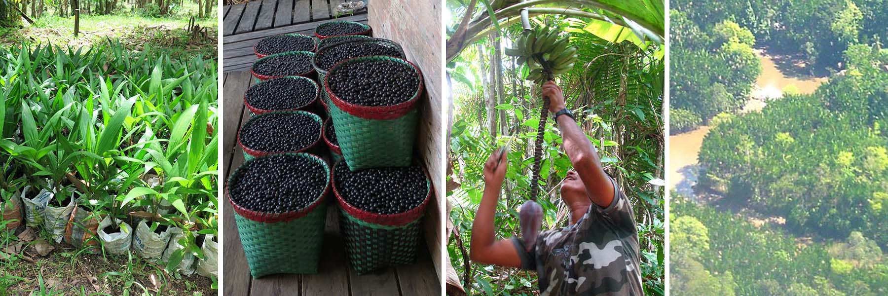 Four images: açaí palm transplants, baskets of açaí fruit, man harvesting bananas, and aerial of açaí palm agroforestry system in Amazon estuary-delta region.